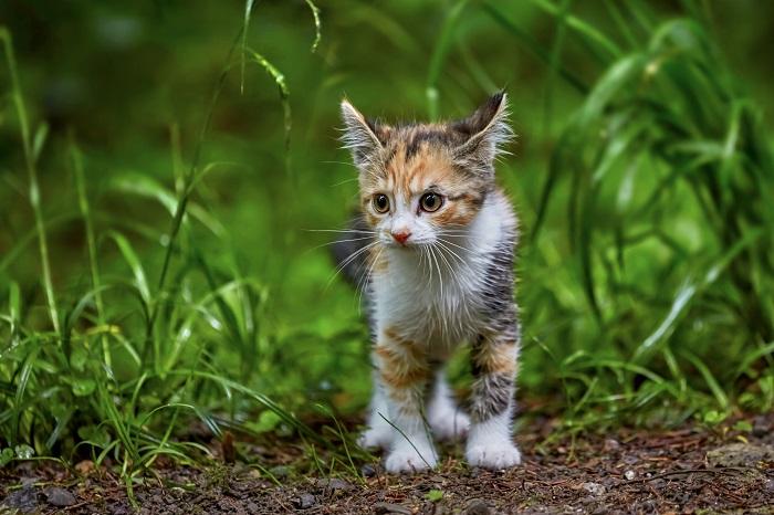 Como tornar sua casa à prova de gatinhos em 12 etapas - 07