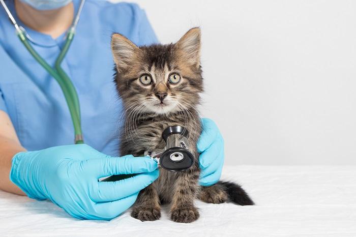 Como tornar sua casa à prova de gatinhos em 12 etapas - 13