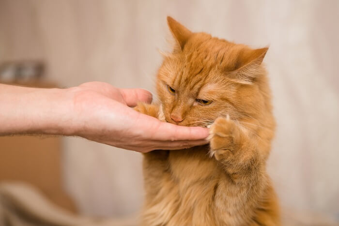 Como treinar seu gato para sentar um guia de 10 etapas - 07