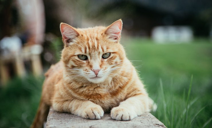 Como treinar seu gato para usar uma porta de estimação - 01