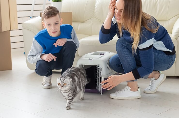 Como treinar seu gato para usar uma porta de estimação - 02