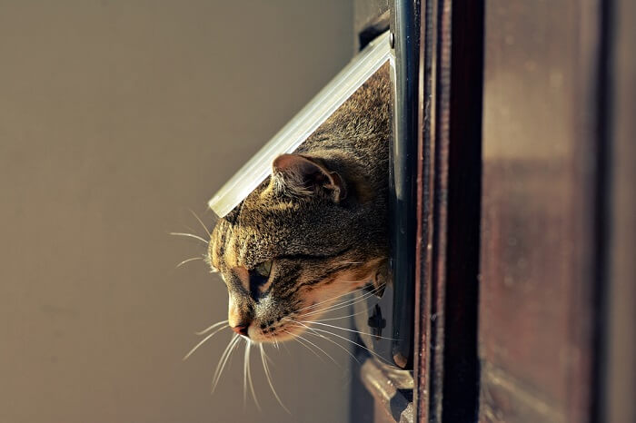 Como treinar seu gato para usar uma porta de estimação - 07