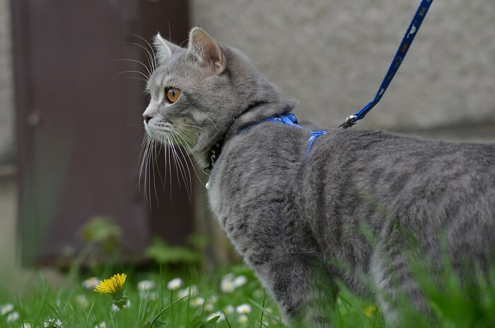 Como treinar um gato para andar na coleira - 01