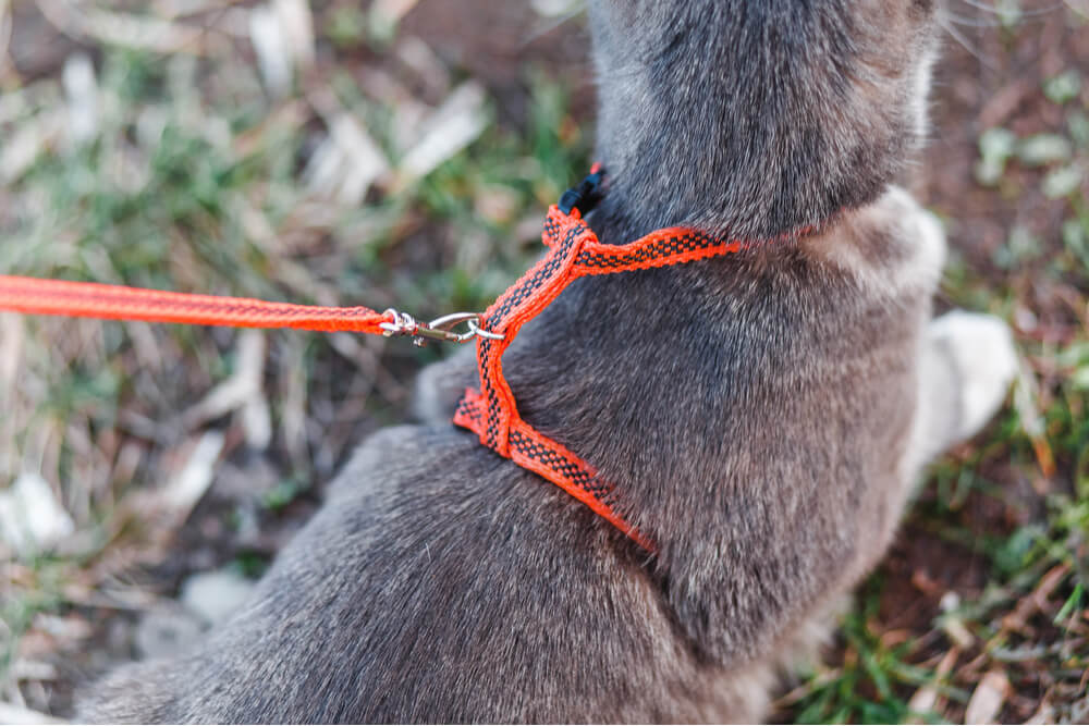 Como treinar um gato para andar na coleira - 03