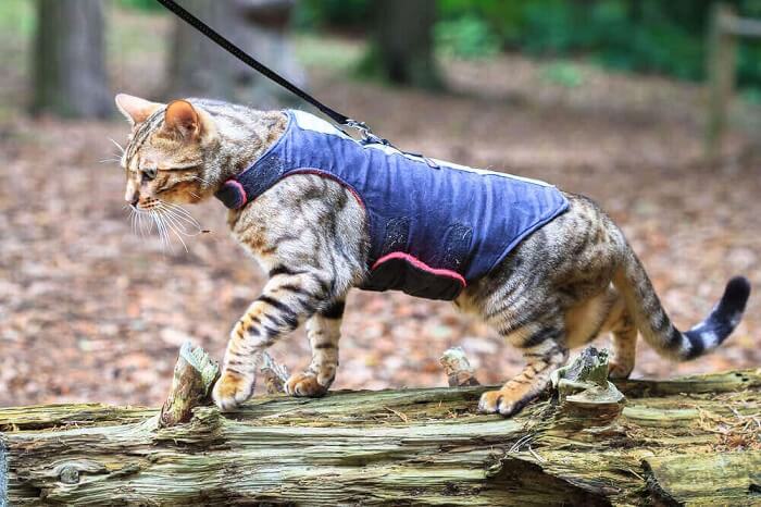 Como treinar um gato para andar na coleira - 04