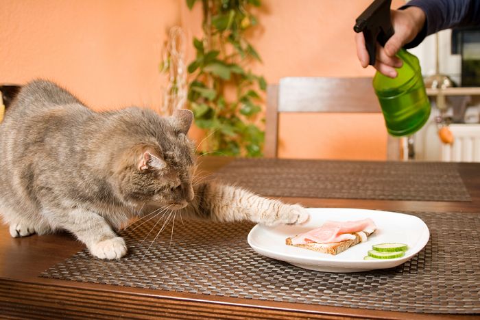 Como você treina um gato que não quer ouvir - 11