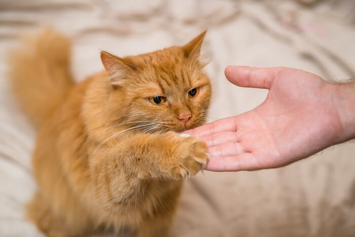 Como você treina um gato que não quer ouvir - 16