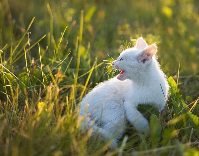 Gato Trinando o que é e o que significa - 03