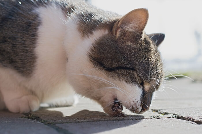 Gato não mastiga a comida e vomita quando se preocupar - 01