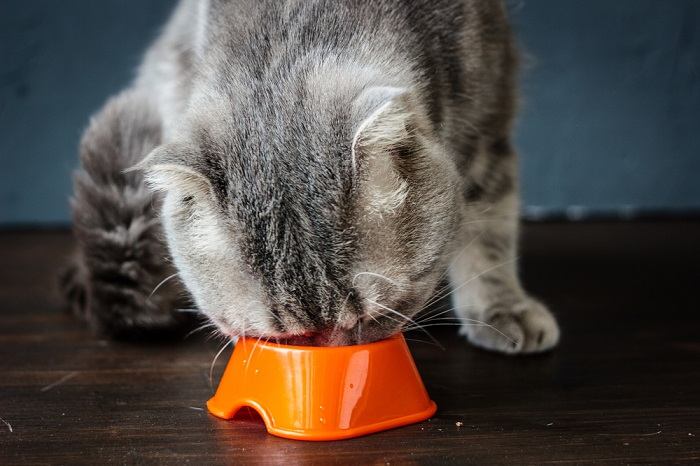 Gato não mastiga a comida e vomita quando se preocupar - 03