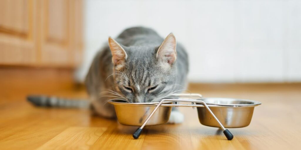 Gato não mastiga a comida e vomita quando se preocupar - 04