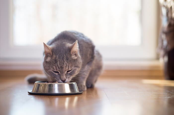 Gato não mastiga a comida e vomita quando se preocupar - 07