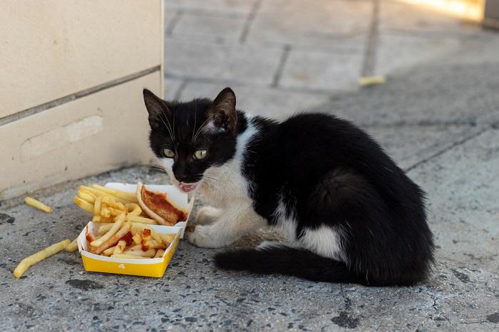 Gatos podem comer batatas fritas - 03