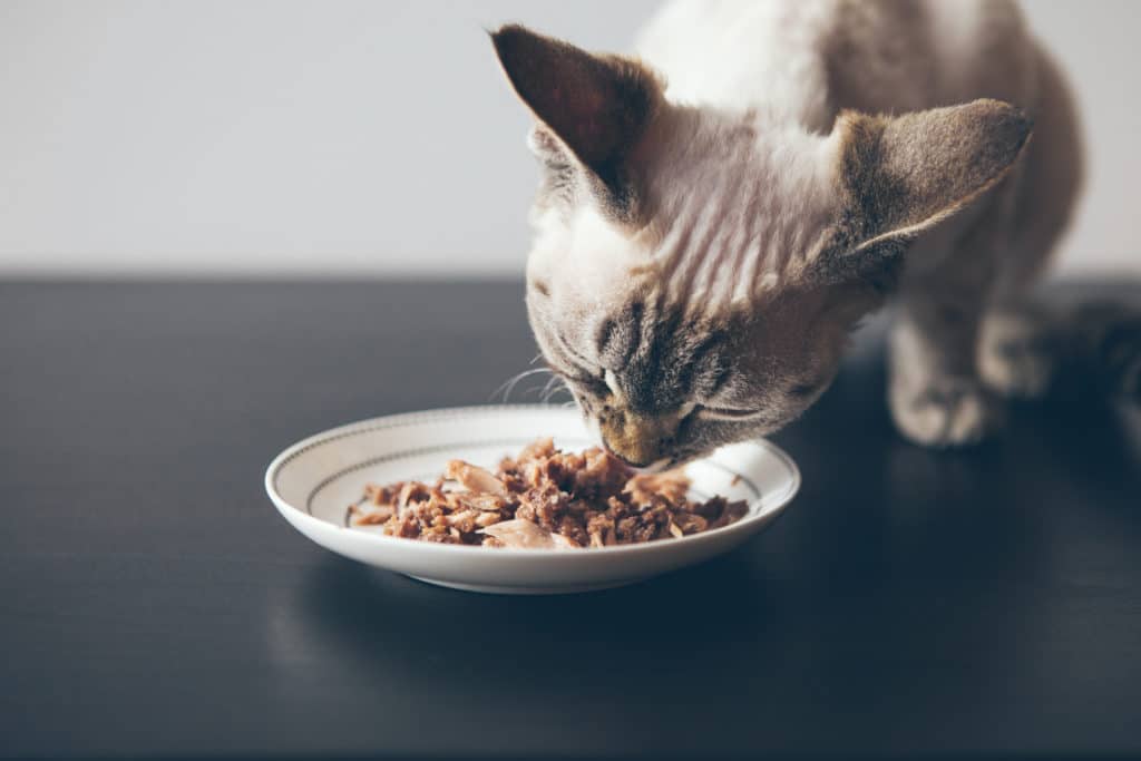 Gatos podem comer frango cru - 05