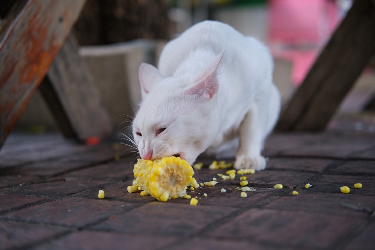 Gatos podem comer milho - 04