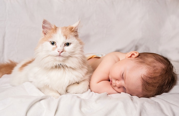 Gatos sentem ciúmes de bebês - 12