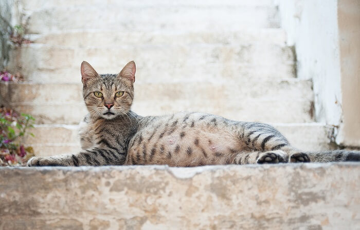 Mamilos de gatas grávidas Vs mamilos de gatas normais - 07