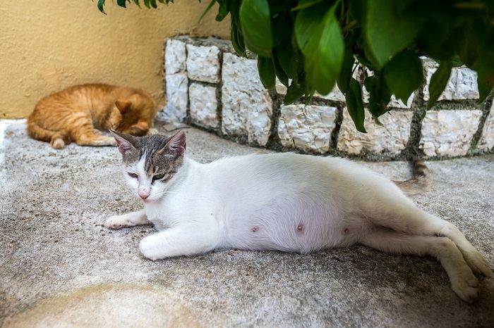 Mamilos de gatas grávidas Vs mamilos de gatas normais - 10