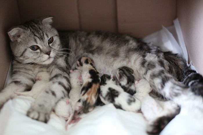 Mamilos de gatas grávidas Vs mamilos de gatas normais - 11