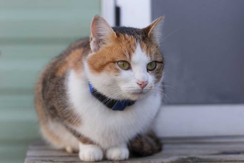 Meu gato deve usar coleira - 09