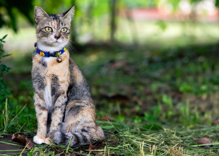 Meu gato deve usar coleira - 10