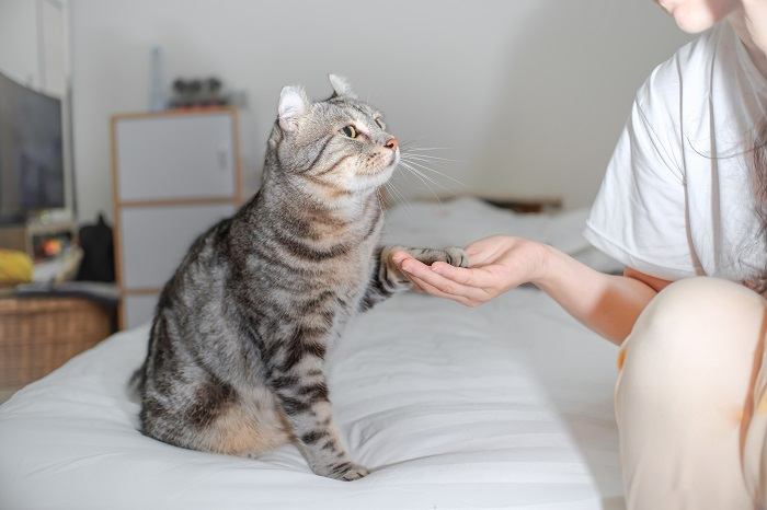 Meu gato está entediado 8 sinais a serem observados - 15