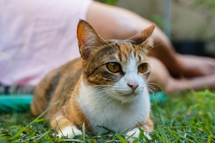 Meu gato não gosta de mim 5 razões pelas quais e como corrigi-lo - 02