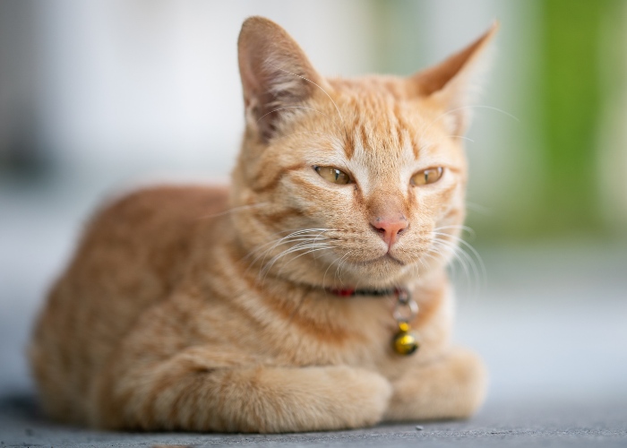 Meu gato não gosta de mim 5 razões pelas quais e como corrigi-lo - 11