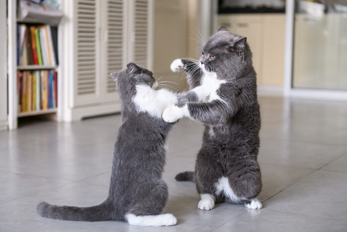 Meus gatos estão brincando ou brigando - 10