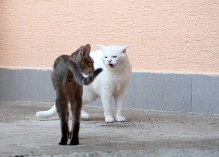 Meus gatos estão brincando ou brigando - 11