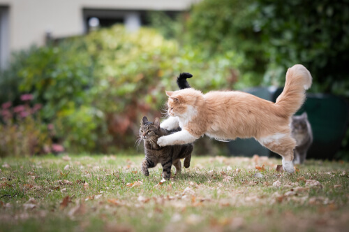 Meus gatos estão brincando ou brigando - 14