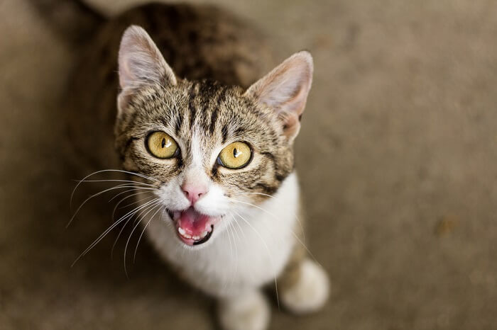 Miados excessivos em gatos explicados (causas e soluções) - 01