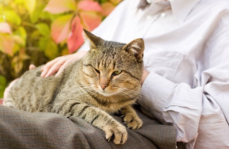 Nova pesquisa prova que ter um gato faz bem ao coração - 01