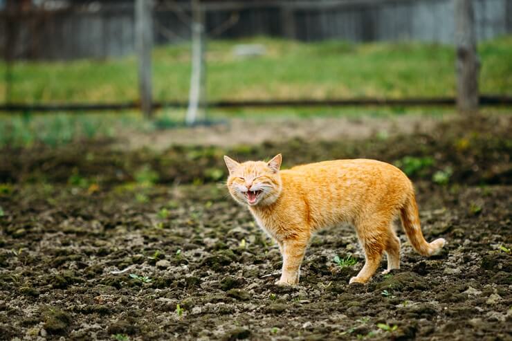 O que é Caterwauling e por que os gatos fazem isso - 02