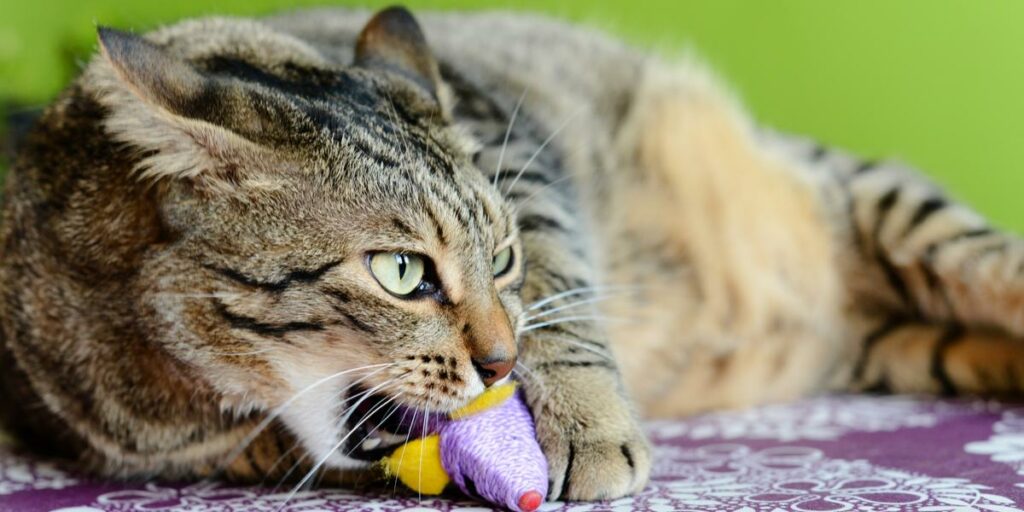 O que fazer se o seu gato mastigar tudo pela casa - 05