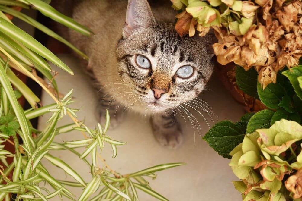 O que fazer se o seu gato mastigar tudo pela casa - 14