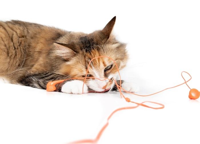 O que fazer se o seu gato mastigar tudo pela casa - 15