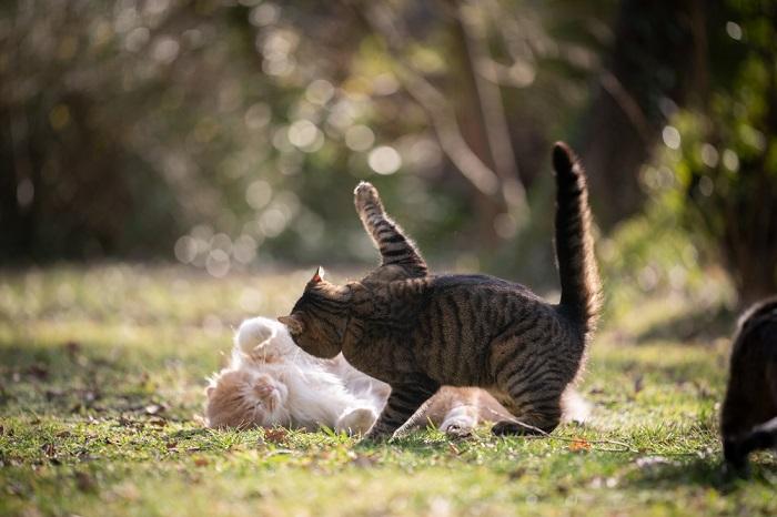 O que o rabo do seu gato pode lhe dizer - 01