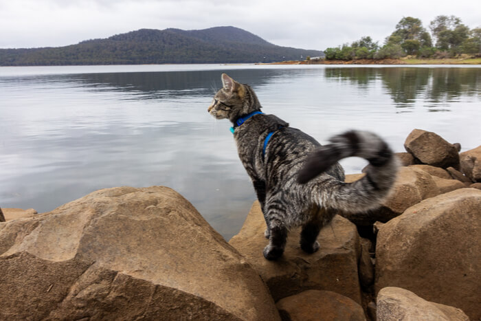 O que o rabo do seu gato pode lhe dizer - 05