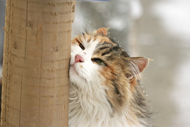 O que significa quando um gato se esfrega em você - 03