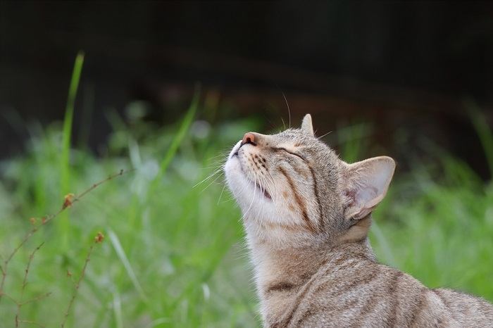 Os 10 sons que os gatos mais amam - 03