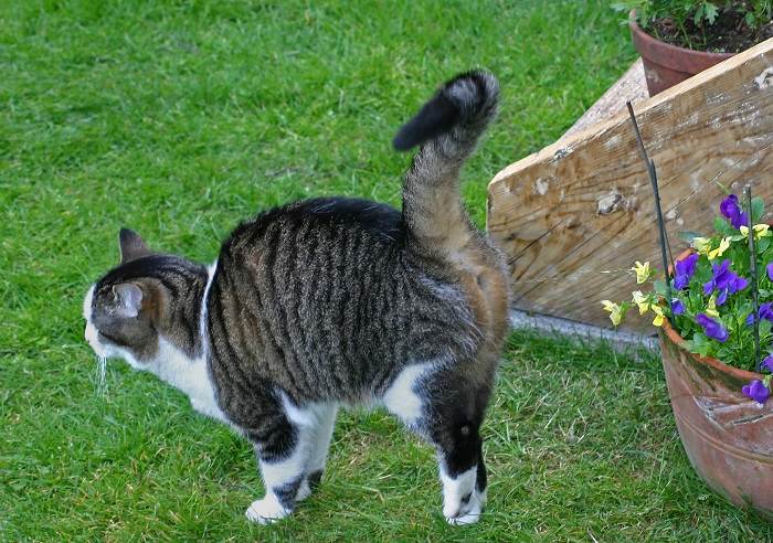 Os gatos têm glândulas odoríferas nas patas - 02