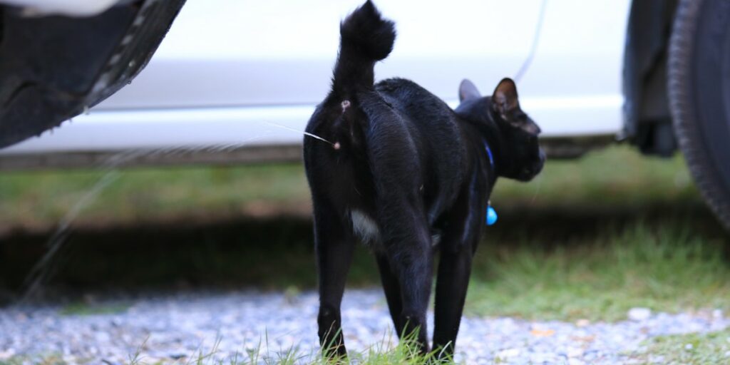 Os gatos têm glândulas odoríferas nas patas - 13