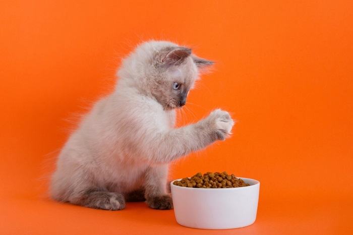 Por que meu gato arranha e cava em torno de sua comida - 01