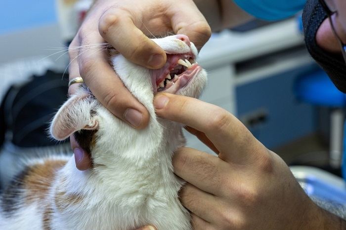 Por que meu gato cheira a peixe - 03