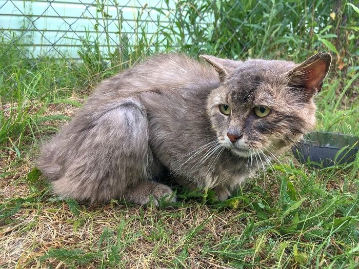 Por que meu gato é magro na parte de trás - 03