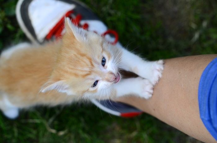 Por que meu gato é tão irritante Comportamento de busca de atenção do gato explicado - 03