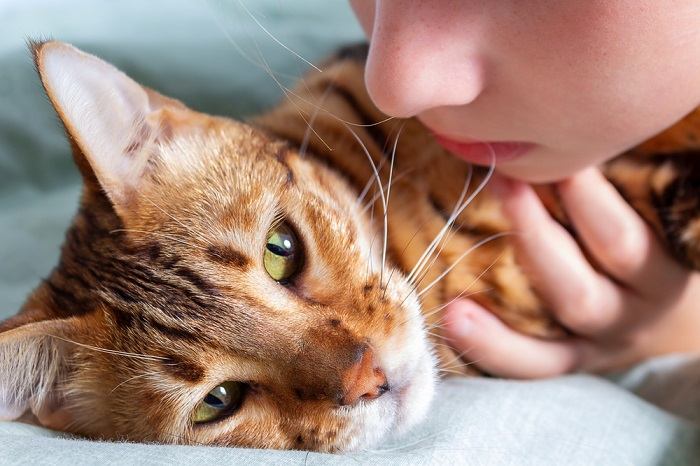 Por que meu gato é tão irritante Comportamento de busca de atenção do gato explicado - 05