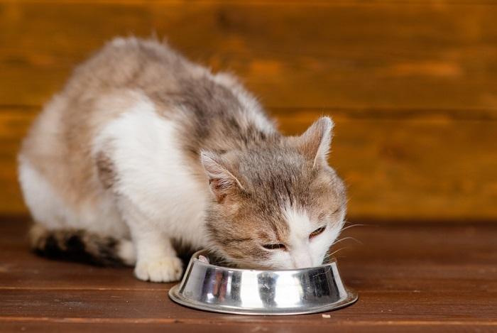 Por que meu gato está comendo lixo - 06