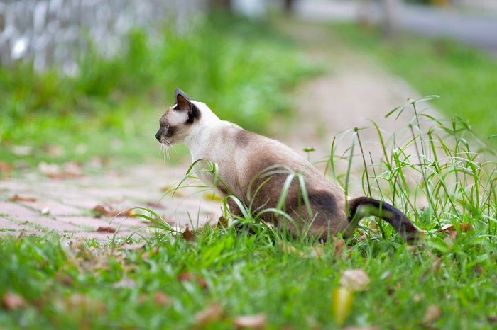 Por que meu gato está fazendo cocô no chão - 02